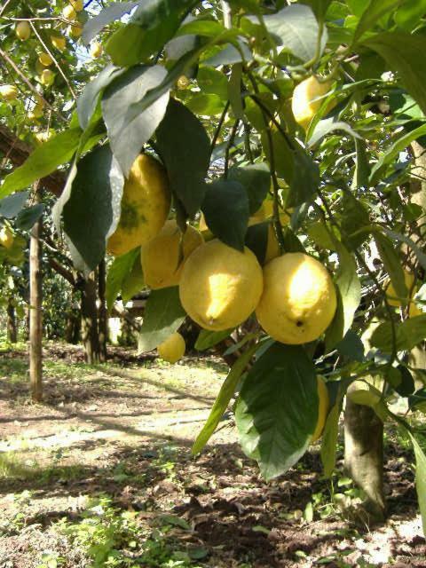Azienda Agricola Veniero ピアーノ・ディ・ソッレント エクステリア 写真